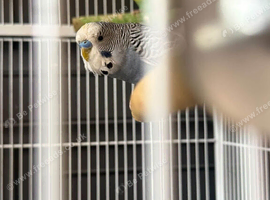Lovley budgies