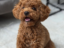 Male Toy Poodle