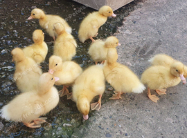 Ducklings