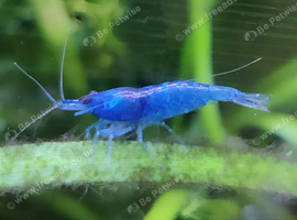 Neo-caridina shrimp