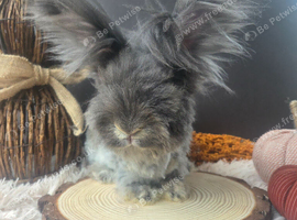 English Angora Doe for Sale