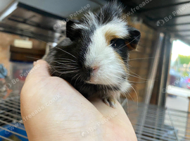 Male guniea pig available