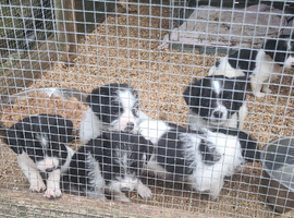 Miniature jack russle puppies for sale