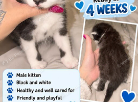 6 kittens for sale