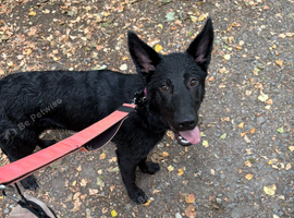 Skye 7 month Sheprador