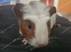 Mixed crested guinea pigs