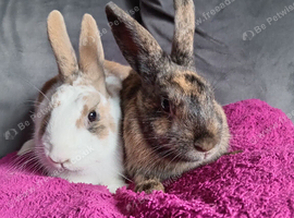 Reduced:16wk old bucks