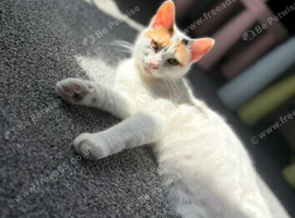 Calico needing new home