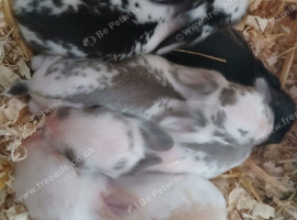 Mini lop bunnies
