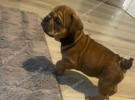 Beautiful English bulldog puppies