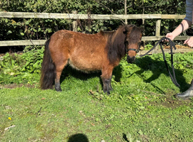Miniature Shetland