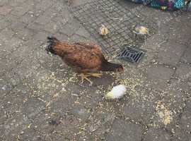 Good and healthy chicks and mother