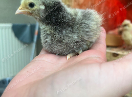 Orpingtons, Silkies, Polish