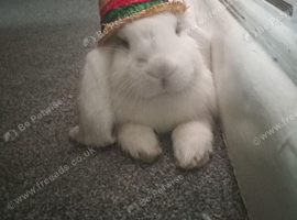 French lop