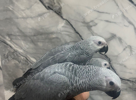 Handreared Friendly Super Tame Cuddly African Grey Parrot,29