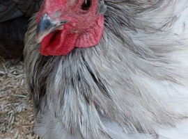 ORPINGTON BANTAM hatching eggs