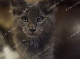 Maine coon