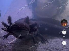 Lovely black axolotl fish