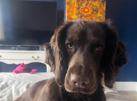 working cocker spaniel