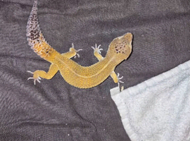Leopard gecko