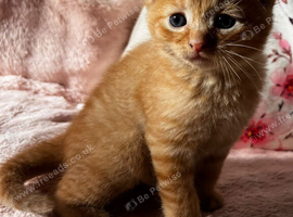Mainecoon x