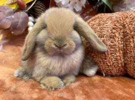 Mini lop