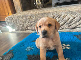 Strong confident yellow Labrador pups