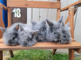 Grey Full‑Breed Lionhead Baby Rabbits &ndash; Ready Now