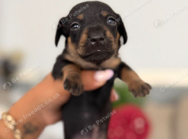 Mini dachshunds