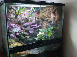 Green Sipaliwini Dart Frog Setup