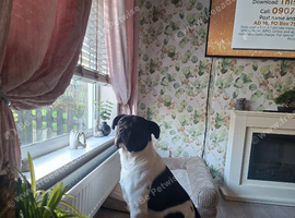 Buddy