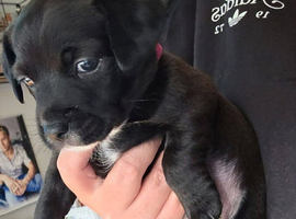 Jack Russell mixed breed pups ready in two weeks