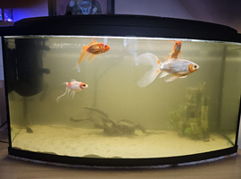 5 Goldfish, 60ltr fish tank. New filter need to sell as moving.