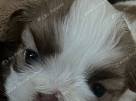 Beautiful litter of Shih Tzus imperial