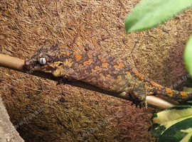 Gargoyle Geckos