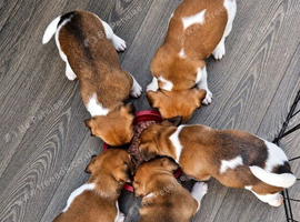 Jack Russell Pups