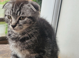 Sweet kittens ready for a loving home