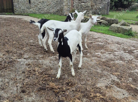 Goats Wanted