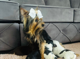 Biewier Yorkshire terrier