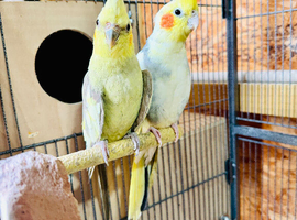 Lovely pair of cockatiels