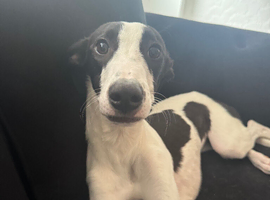 Greyhound/collie Lurcher