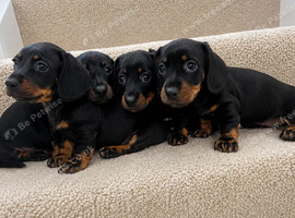 Miniature dachshund puppies