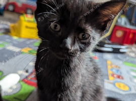 Beautiful 8-Week-Old Kittens Ready for Their Forever Homes