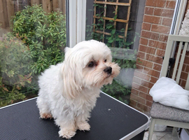 Stud Maltese