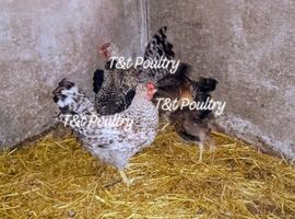 *REDUCED* Crested Cream Legbars
