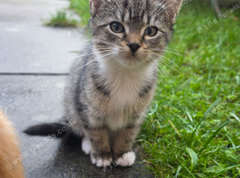 Female tabby cat for sale