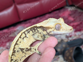 Extreme cream harlequin crested gecko