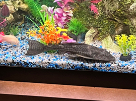 Free Pleco