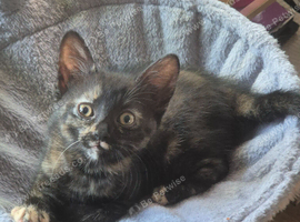 Tortoiseshell kitten