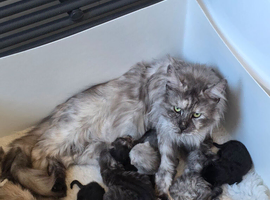 Pedigree TICA Registered Maine Coon Kittens